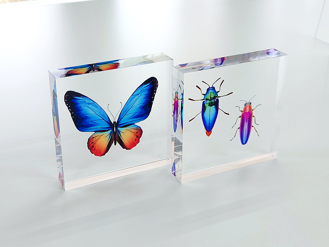 熊ノ爪標本 aclic_insect1-1.jpg